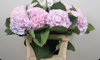 HYDR M VERENA PASTEL 60cm/H19 - PROMO