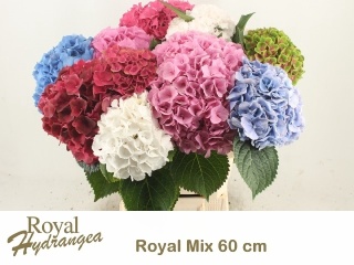 HYDRA GEM 60cm/H18 - D
