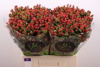 HYP TOMATO FLAIR 50cm - D