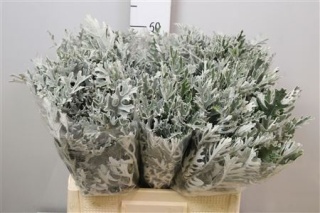 JACOBAEA MARITIMA 60cm - D