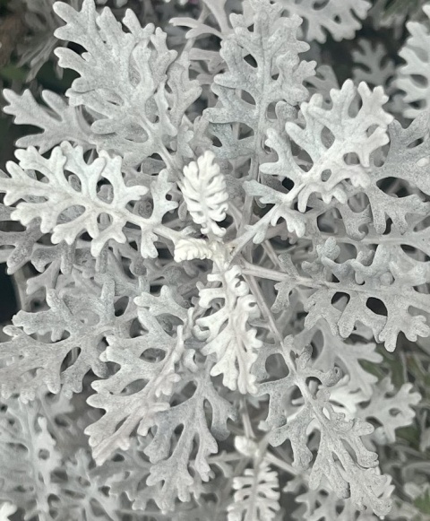 JACOBAEA MARITIMA 60cm - D