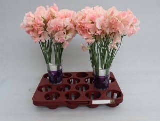LATHYR CHAMPAGN KING 40cm - D