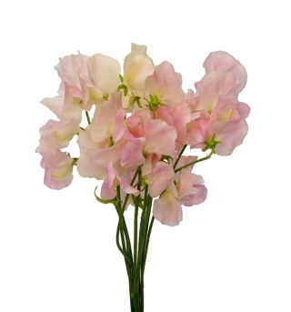 LATHYR CHAMPAGN KING 40cm - D
