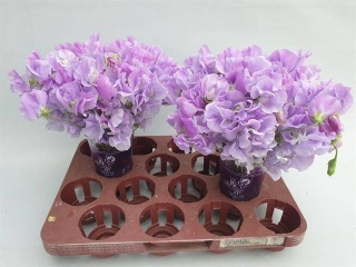 LATHYR WI SUNS LAVEN 25cm - D