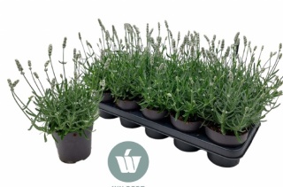 LAVAN AN VIENCO WHITE 30cm/d12 - S