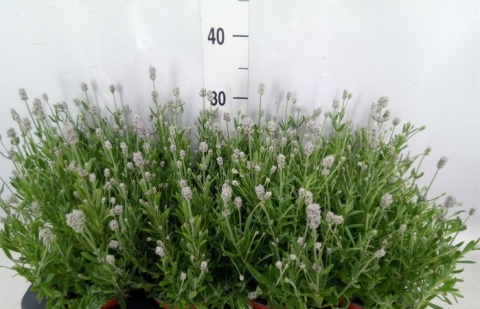 LAVAN AN VIENCO WHITE 30cm/d12 - S