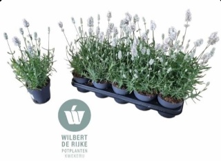 LAVAN AN VIENCO WHITE 30cm/d12 - S