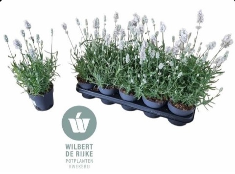 LAVAN AN VIENCO WHITE 30cm/d12 - S