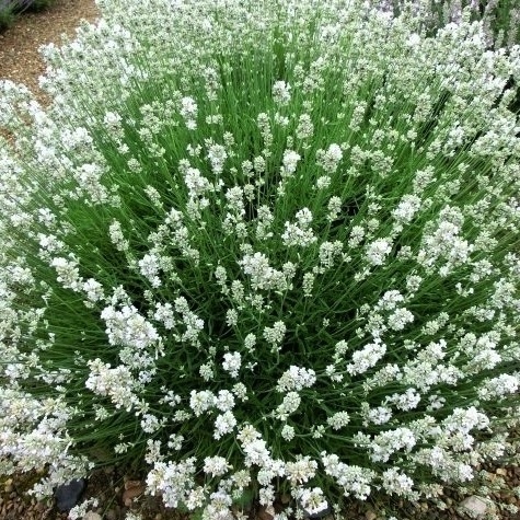 LAVAN AN VIENCO WHITE 30cm/d12 - S