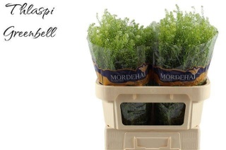 LEP RU GREEN BELL 75cm - D