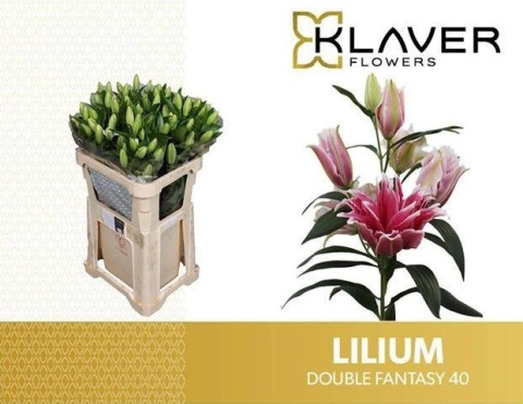 LI OR DU DO FANTASY 4+ 80cm - D