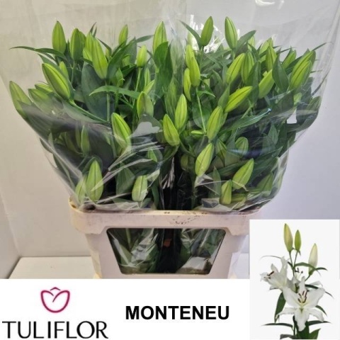 LI OR MONTENEU 5+ 95cm - D