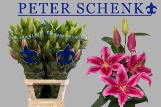 LI OR PETER SCHENK EXTRA 100cm - D