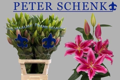 LI OR PETER SCHENK EXTRA 100cm - D