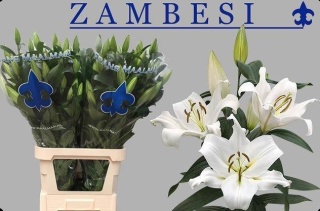 LI OT ZAMBESI Extra 6+ 100cm - PROMO