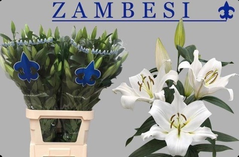 LI OT ZAMBESI Extra 6+ 100cm - PROMO