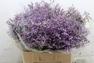 LIM SAF LILAC 60cm - D