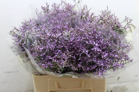 LIM SAF LILAC 60cm - D