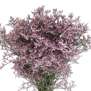 LIM SAF LILAC 60cm - D