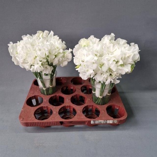 LATHYR WI SUNS WHITE 25cm - D