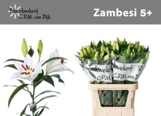 Li Or Zambesi 100cm - D