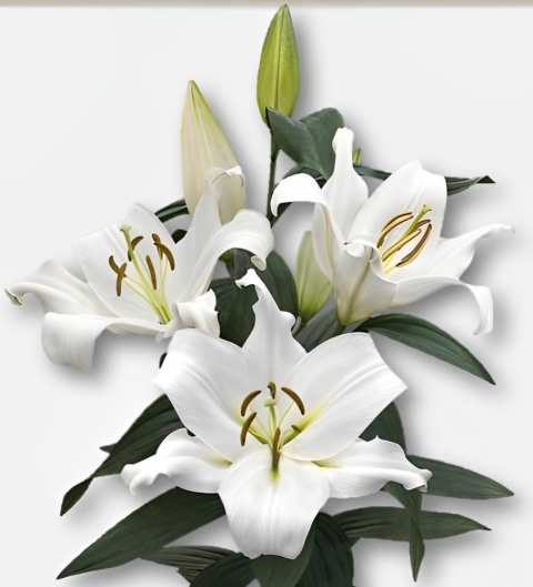 Li Or Zambesi 100cm - D