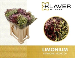 Lim Sin Diamond Gem 60cm - D