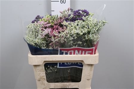 Lim Sin Diamond Gem 55cm - D