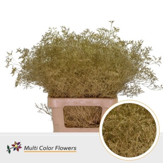 Limonium Goud 70cm - D
