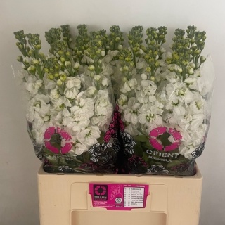 MATTH AIDA WHITE 65cm - D
