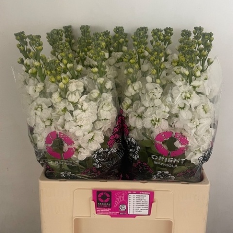 MATTH AIDA WHITE 65cm - PROMO