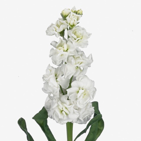 MATTH AIDA WHITE 65cm - PROMO