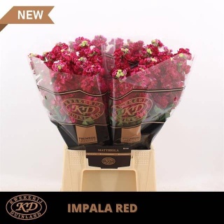 MATTH IMPALA RED 53cm - D