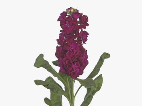 MATTH IMPALA RED 53cm - D