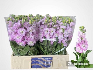 MATTH MATHILDA PINK 60cm - D