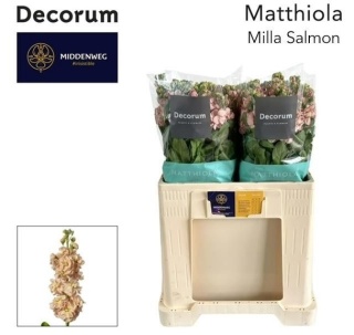 MATTH MILLA SALMON Decorum 60cm - D