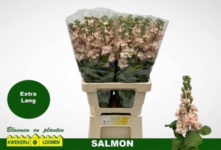 MATTH MILLA SALMON 65cm - D