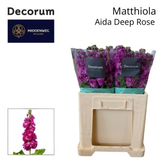 MATTH AIDA ROSE Decorum 60cm - D