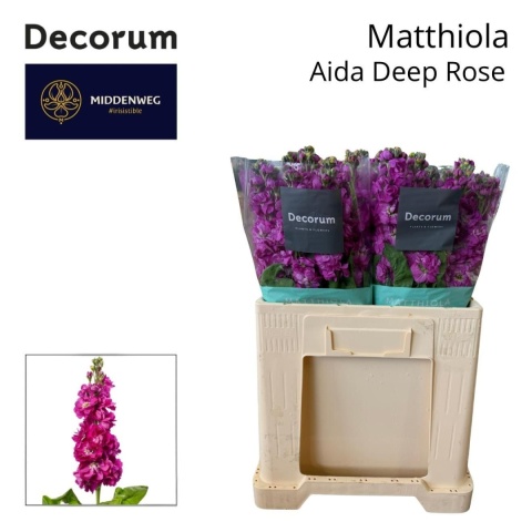 MATTH AIDA ROSE Decorum 60cm - D