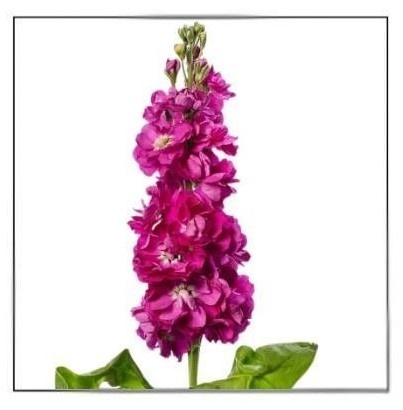 MATTH AIDA ROSE Decorum 60cm - D