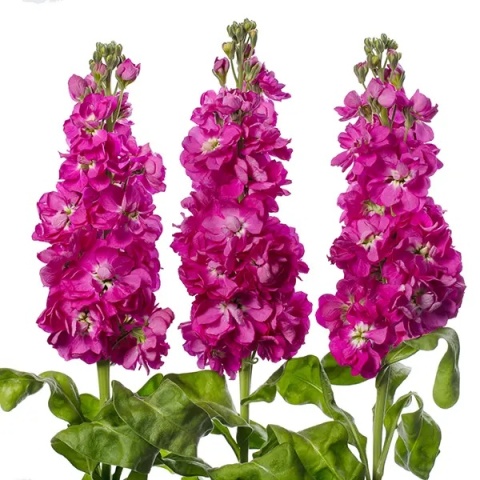 MATTH AIDA ROSE Decorum 60cm - D