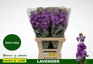 MATTH MILLA LAVENDER 65cm - D