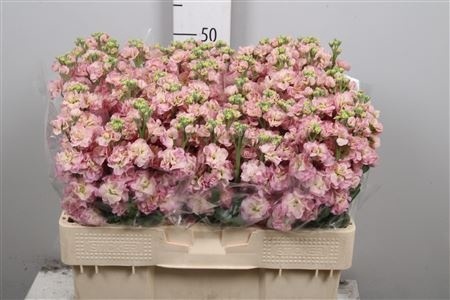 Matth StoX Champagne 55cm - D