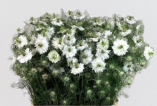 NIGE D POWER WHITE 60cm - D