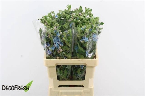 OXY CO TAN BLUE 60cm - D