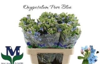 OXY CO TAN PURE BLUE 50cm - PROMO