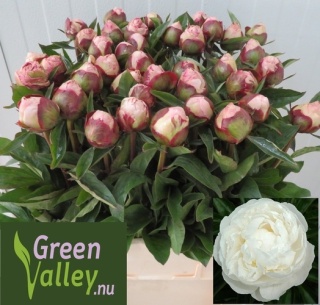 PAEO L GARDENIA 60cm - D