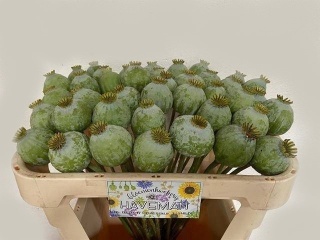 PAPAVER SOM ZAD Extra 65cm - D