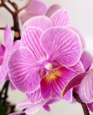 PHALAENOPSIS EL CASCADE 2Tak 45cm/d 12 - D