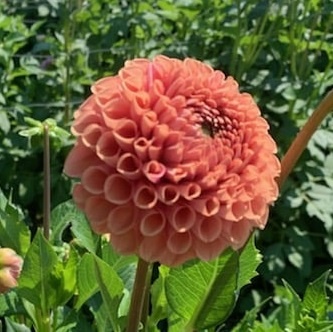 PL Dalia łososiowa 40-45cm - Polska